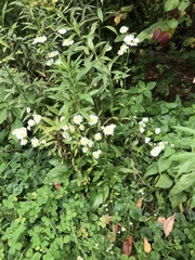 Erigeron annuus