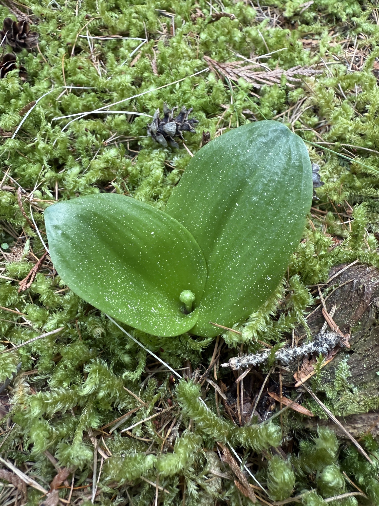Imagem de Platanthera orbiculata não possui um nome popular amplamente reconhecido no Brasil