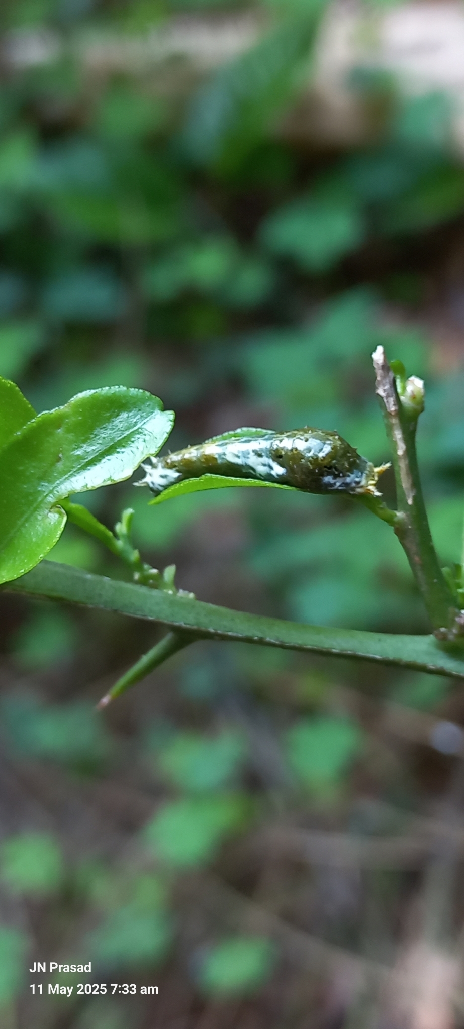 Common Mormon
