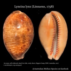 Lyncina lynx
