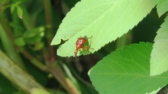 Paratrachelophorus nodicornis