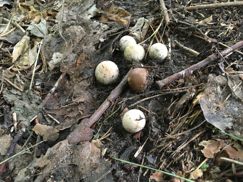 Bovista tomentosa