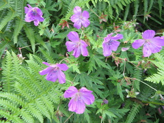 Geranium yesoense nipponicum