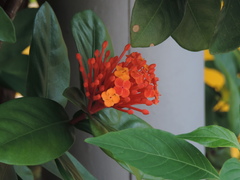 Ixora chinensis