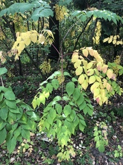Aralia