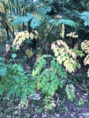 Aralia