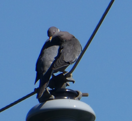 iNaturalist observation photo of Band-tailed Pigeon