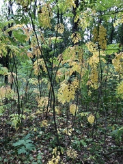 Aralia