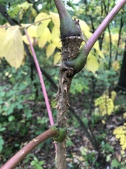 Aralia