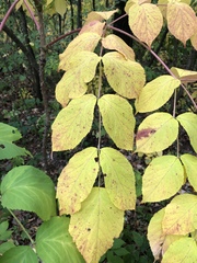 Aralia