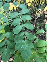 Aralia