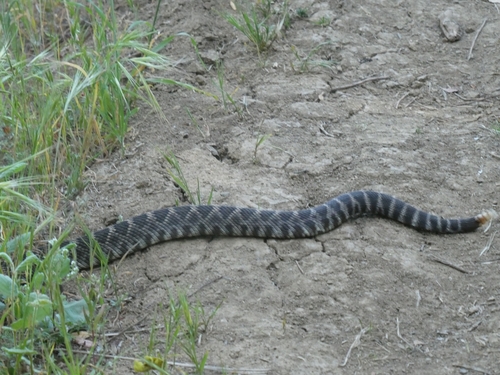 iNaturalist observation photo of Southern Pacific Rattlesnake