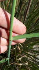 Capeochloa cincta