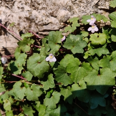 Cymbalaria muralis