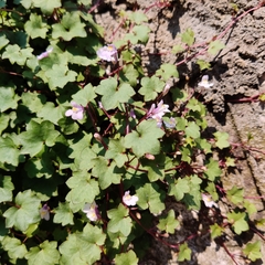 Cymbalaria muralis