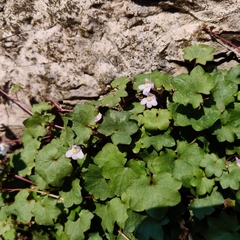 Cymbalaria muralis