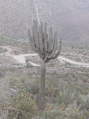 Browningia candelaris, photograph (c) Monics Paredes, some rights reserved (CC BY)
