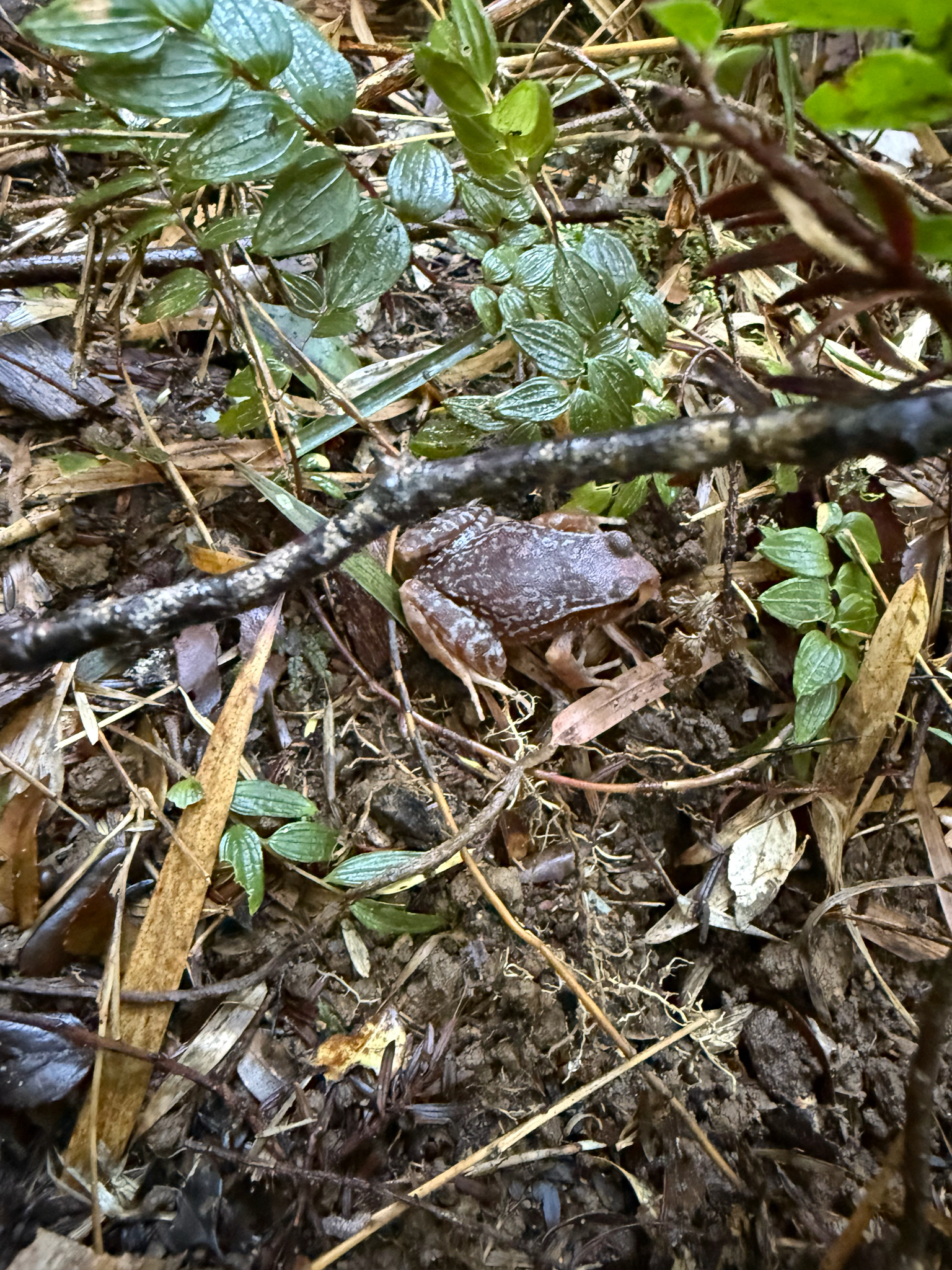 Eupsophus altor Nuñez, Rabanal & Formas, 2012