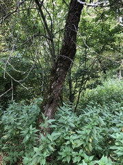 Malus domestica