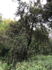 Malus domestica