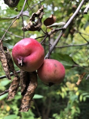 Malus domestica