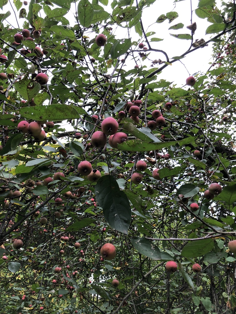 apple from Сокольники, Москва, Москва, RU on September 4, 2019 at 12:21 ...