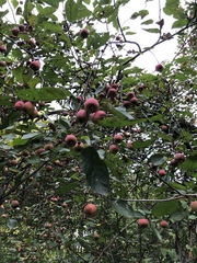 Malus domestica