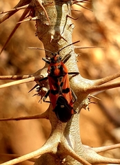 Spilostethus macilentus