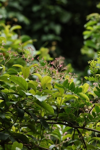 Image of Urceola rosea by no rights reserved