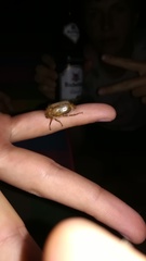 Amphimallon solstitiale