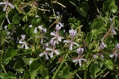 Pelargonium spinosum