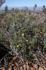 Osteospermum spinosum