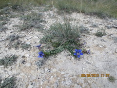 Gentiana septemfida grossheimii