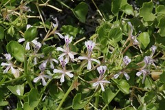 Pelargonium spinosum
