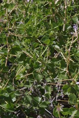 Pelargonium spinosum