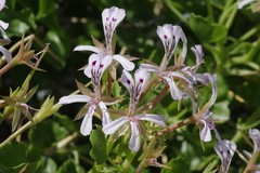 Pelargonium spinosum