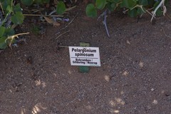 Pelargonium spinosum