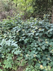 Hydrangea arborescens