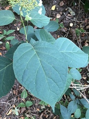 Hydrangea arborescens