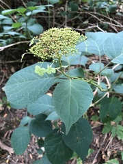 Hydrangea arborescens