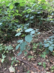 Hydrangea arborescens