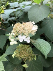 Hydrangea arborescens