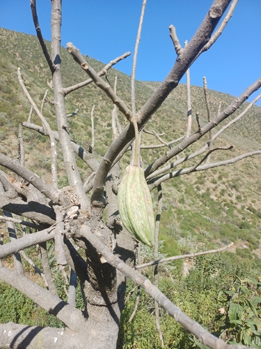 Image of Vasconcellea candicans by (c) Monics Paredes, some rights reserved (CC BY)