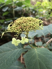 Hydrangea arborescens