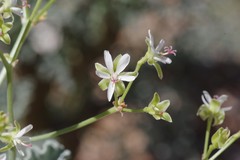 Pelargonium klinghardtense