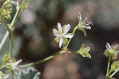 Pelargonium klinghardtense