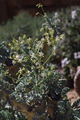 Pelargonium klinghardtense