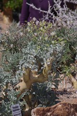 Pelargonium klinghardtense