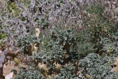 Pelargonium klinghardtense