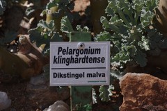 Pelargonium klinghardtense